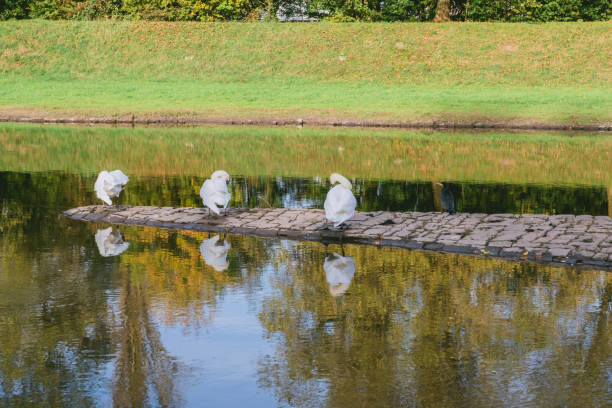 istock Three birds are sitting on a bridge over a pond 2206248896