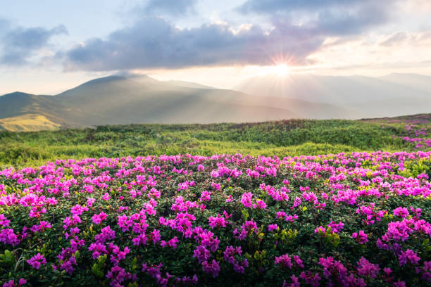 istock Lush rhododendron flowers spreading across a mountain meadow 2206248928
