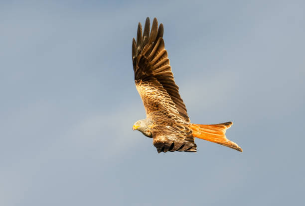istock Portrait of a red kite in flight against blue sky 2206249821