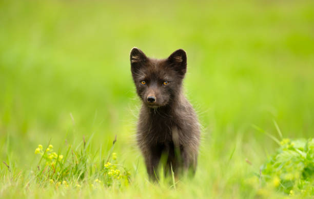 istock Arctic fox female standing in a meadow 2206249830