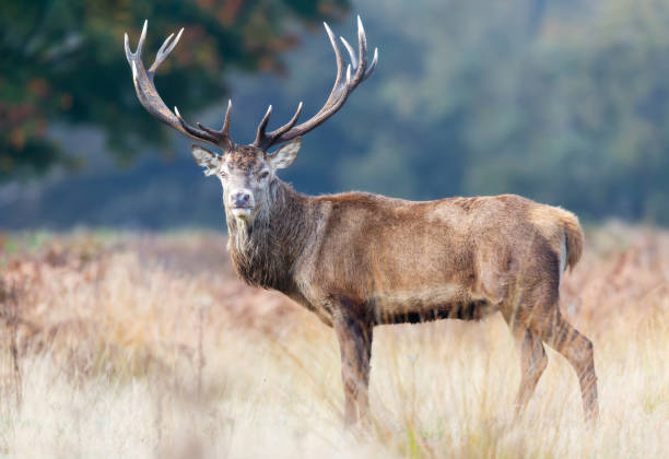 istock Red deer stag standing in grass during the rut in autumn 2206249840