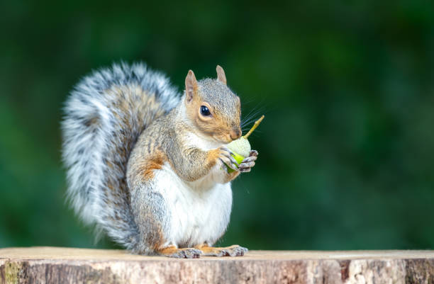 istock Grey squirrel eating green acorn on a tree stump in autumn 2206249848