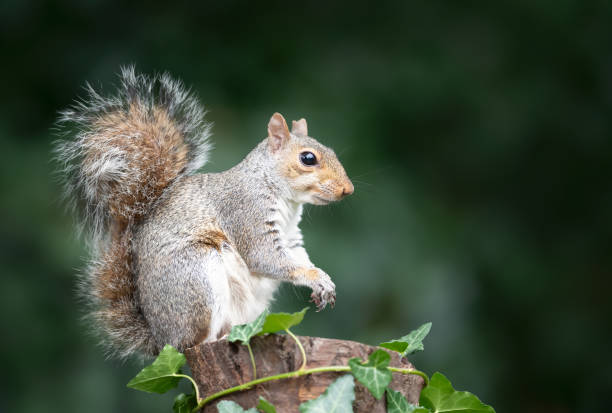 istock Portrait of a grey squirrel standing on a tree stump in autumn 2206249856