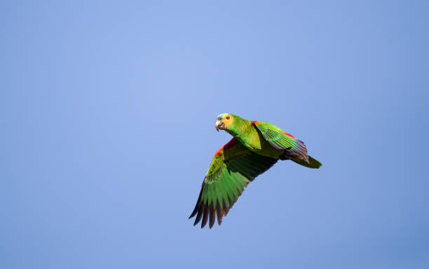 istock Blue-fronted amazon parrot in flight against a blue sky, Pantanal, Brazil 2206249887