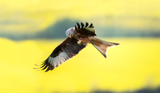 Red kite in flight against colourful background