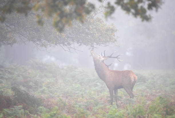 istock Red deer stag eating tree leaves in the mist in autumn 2206249957