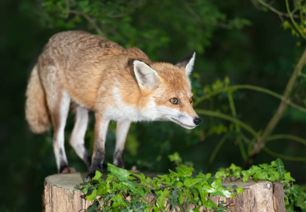 istock Portrait of a cute red fox standing on a tree stump in a forest at night 2206249959