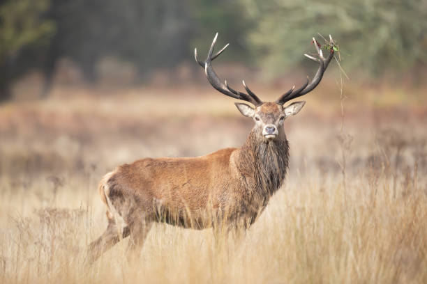 istock Red deer stag standing in a meadow during the rut in autumn 2206250003