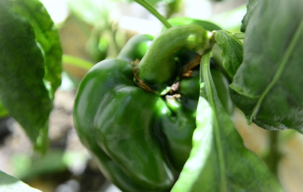istock Red bell pepper (Capsicum annuum) fruits growing in pot 2206250843