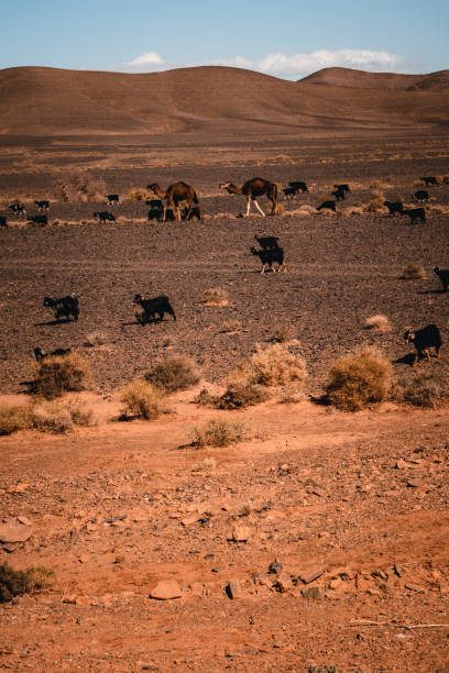 Goat and camel herds on desert