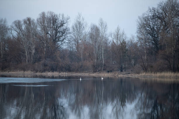 Two swans glide gracefully on a calm lake, reflecting their image on the still water. Leafless trees line the shore, showcasing a tranquil early morning atmosphere.