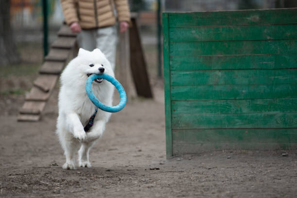 A fluffy Samoyed dog runs energetically with a blue ring in its mouth, enjoying playtime in a green park while an owner watches nearby. The atmosphere is vibrant and cheerful.