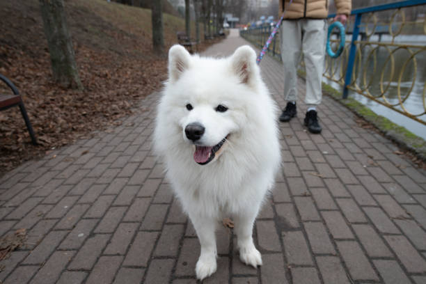 istock A fluffy Samoyed happily walks along a paved path beside a river. The surroundings feature trees and benches, creating a serene urban atmosphere in early spring 2206254029