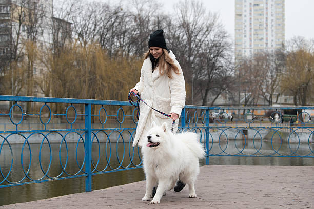 istock A woman dressed in a warm coat walks her cheerful Samoyed dog on a bridge, surrounded by trees and a lake, during a cold winter day 2206254521
