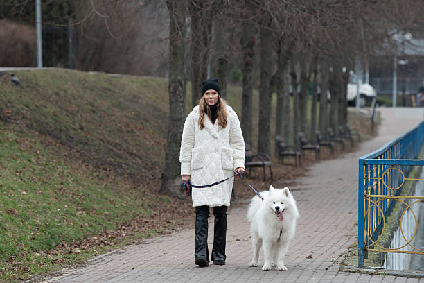 istock A person dressed warmly strolls through a park, holding the leash of a fluffy white samoyed. The surroundings are tranquil with benches and trees 2206254857