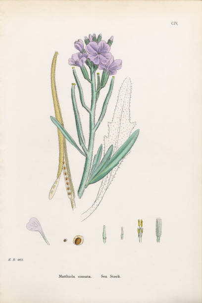istock Antique Engraved and Hand-Colored Victorian Botanical Illustration, 1863 2206255101
