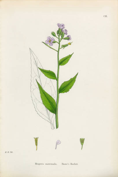 istock Antique Engraved and Hand-Colored Victorian Botanical Illustration, 1863 2206255796