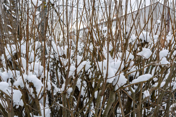 Sunny winter day, snow-covered bush in the evening sun, photographed from close range with different focus from the side and top