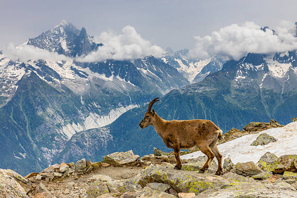 istock Mountain goat, ibex in the Alps 2206256491