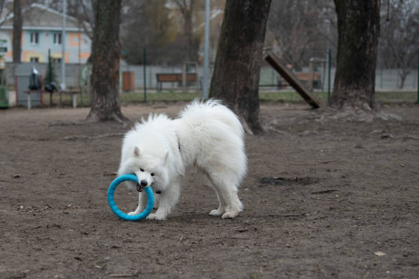 A fluffy samoyed dog is happily playing with a blue rubber ring in a park surrounded by trees. The weather appears cool, indicating early springtime activity.