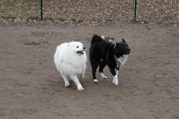 In a park, a fluffy white Samoyed and a sleek black dog are joyfully running side by side, enjoying their playtime in the warm afternoon sun.