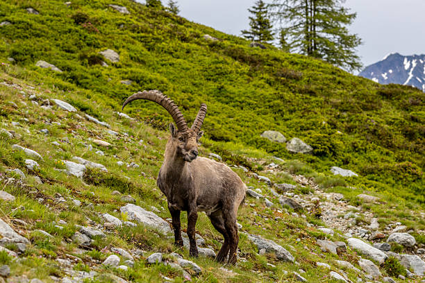 istock Mountain goat, ibex in the Alps 2206256962