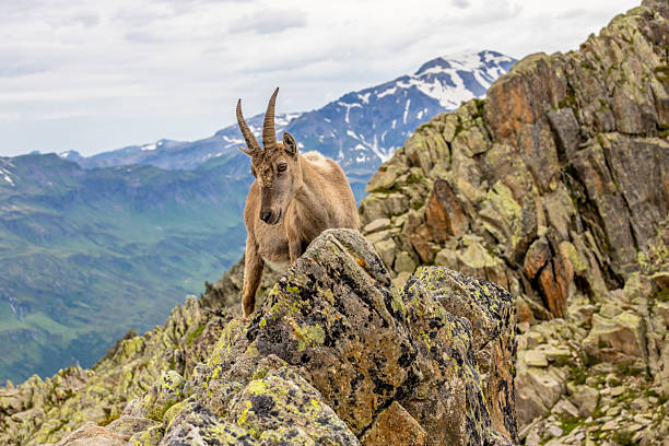 Close-up of the Alpine Ibex