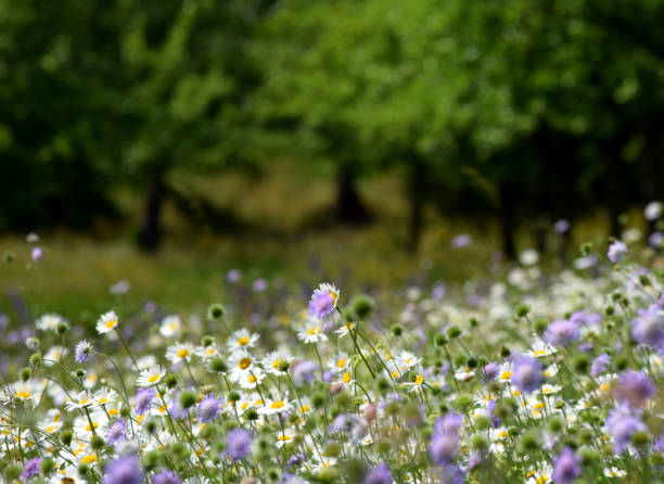 A park meadow with daisies and other purple flowers all stretched towards the sun. Some trees in the background.