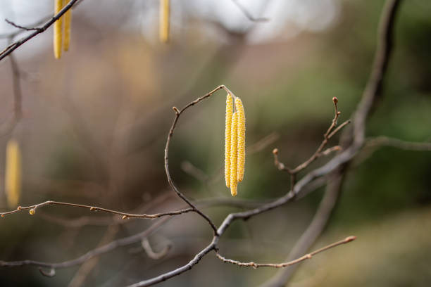 Earrings on hazel branches closeup in early spring. Hazelnut flowering in march, april in park. Allergy season, strong allergen.