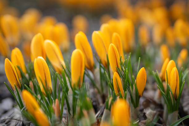 Closeup of yellow crocus blooming on field, soft focus, blurred background. Changing seasons in nature, springtime.