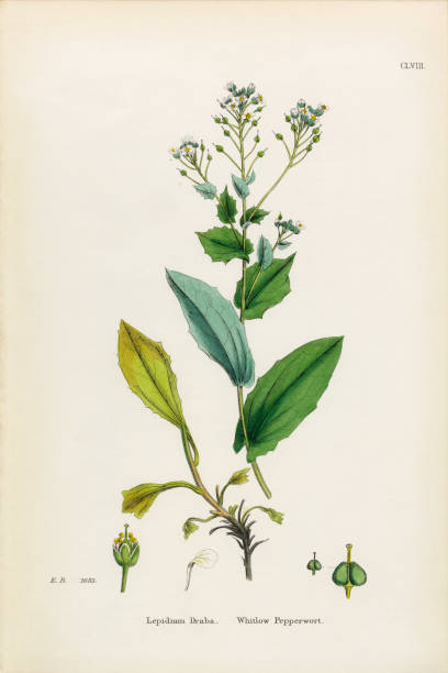 istock Antique Engraved and Hand-Colored Victorian Botanical Illustration, 1863 2206261531