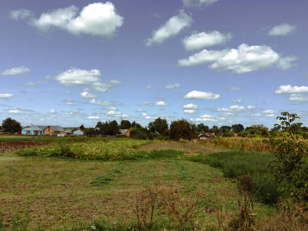 Scenic view of agricultural field during day time.