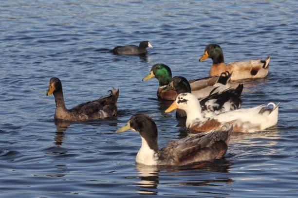 istock Ducks swimming in a serene lake. 2206262678