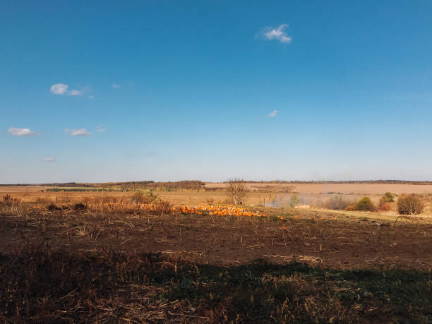 istock Field with a few trees and a few orange pumpkins 2206262951