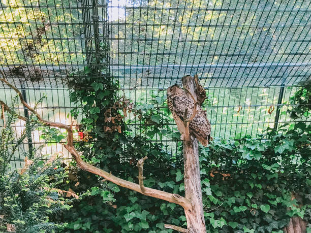 Bird is perched on a branch in a zoo enclosure