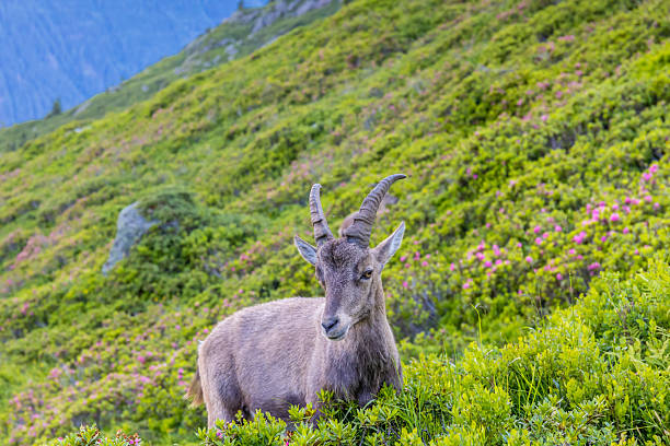Mountain goat, ibex in the Alps. Alpine mammals in the wild nature on the top of the mountain among green bushes and grass. Big male and female mountain goat in the natural environment in the Alps