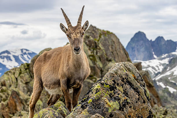 istock Mountain goat, ibex in the Alps 2206263369