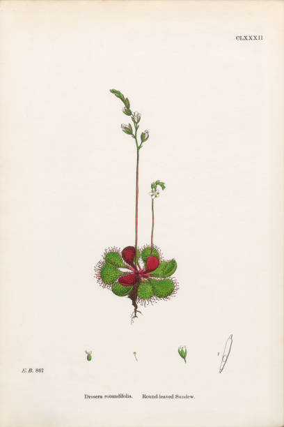 istock Antique Engraved and Hand-Colored Victorian Botanical Illustration, 1863 2206263445