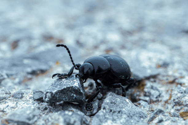 timarcha coleoptera, black beetle in the nature