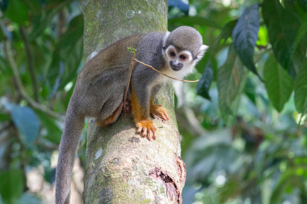 "macaco-esquilo" - saimiri sciureus - fotografias e filmes do acervo
