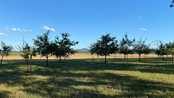 istock Field of trees with a blue sky in the background 2206263918