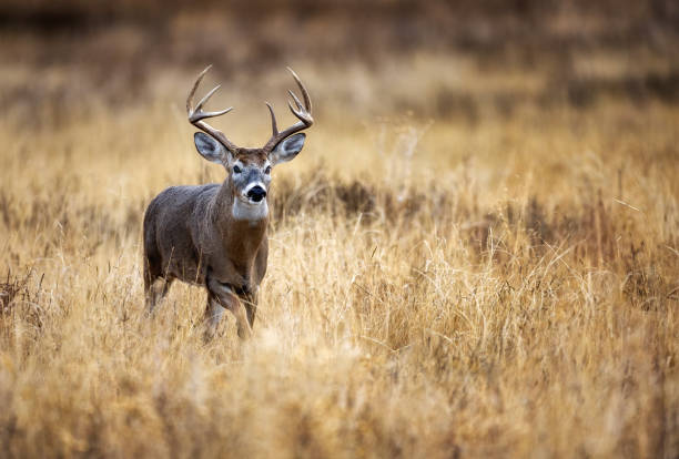 istock White-tailed deer buck during the fall rut 2206266644