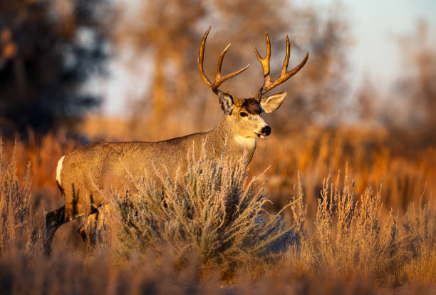 istock Large Mule Deer buck on the Colorado plains. 2206266647