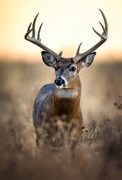istock White-tailed deer buck during the fall rut 2206266682
