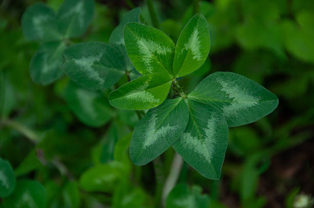 A detailed full frame macro of clover leaves adorned with a green background, displaying the freshness and tranquility of nature.