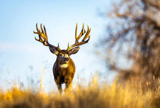 Huge Mule deer buck in beautiful light on the Colorado plains during the annual fall deer rut. This is one of the largest Mule Deer you will ever see pictured in prime condition.