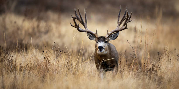 istock Huge Mule Deer buck on the Colorado plains during the fall rut. 2206266746