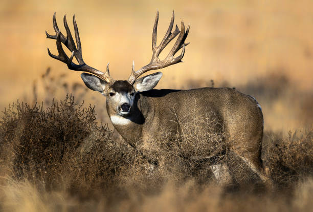 istock Huge Mule Deer buck on the Colorado plains during the fall rut. 2206266751