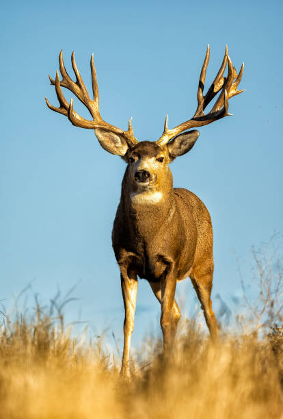 istock Huge Mule Deer buck on the Colorado plains during the fall rut. 2206266762