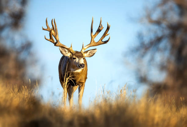 istock Huge Mule Deer buck on the Colorado plains during the fall rut. 2206266776